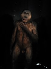 HOMINIDO DEL MUSEO DE LA E. HUMANA