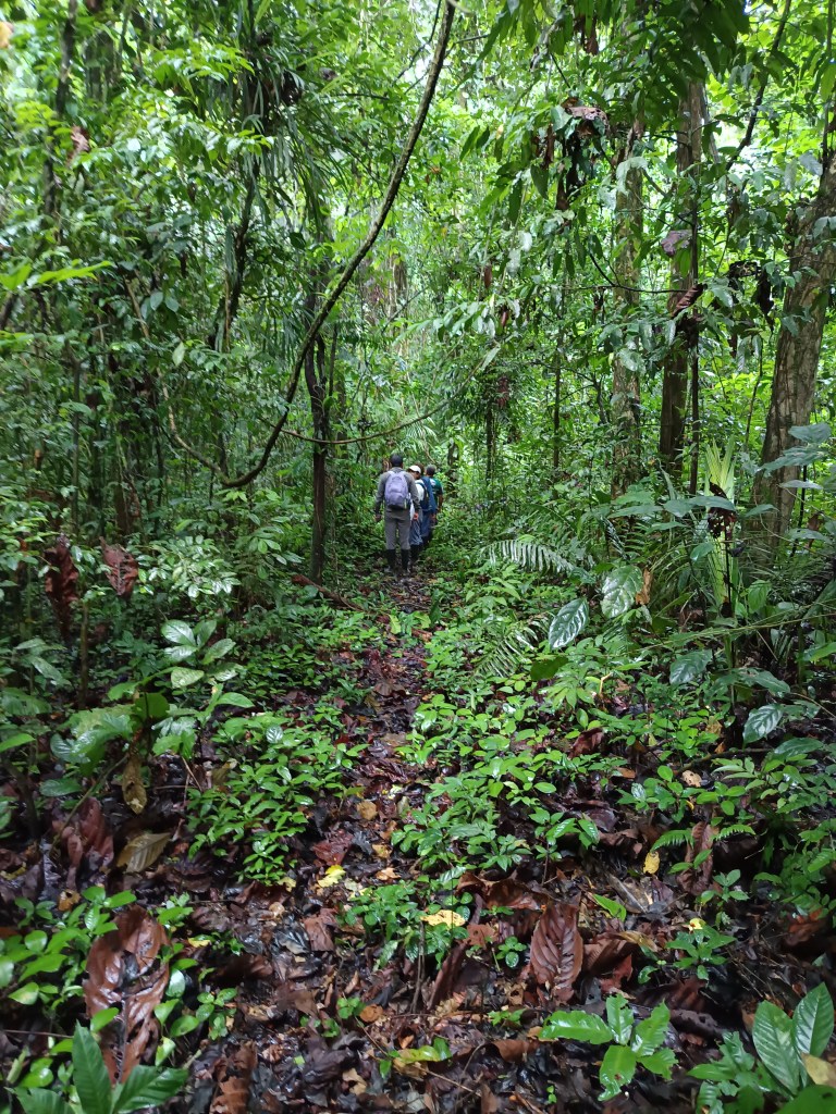 CAMINANDO POR LA SELVA. YASUNÍ